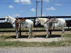 Really Broke Team of Haflinger Quarter Horse Crossbred Mares Ride Drive