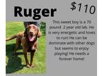 Adopt Ruger a Chocolate Labrador Retriever