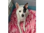 Adopt Foxy a Toy Fox Terrier, Mixed Breed