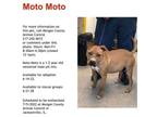 Adopt Moto Moto a Pit Bull Terrier