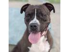 Adopt LOKI a Pit Bull Terrier, Mixed Breed