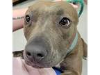 Adopt IRELAND a Pit Bull Terrier, Mixed Breed