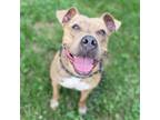 Adopt JEWELL a Pit Bull Terrier, Mixed Breed