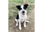 Adopt Speckles a Border Collie, Mixed Breed