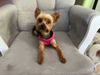 Adopt Ginny (G) a Yorkshire Terrier