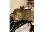Adopt Maddy & Maggie a Domestic Long Hair, Dilute Calico