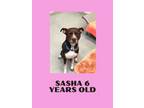 Adopt Sasha a Mixed Breed