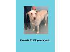 Adopt Emmit a Mixed Breed