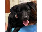 Adopt Tropicana A50480214 a Labrador Retriever