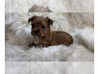 Yorkshire Terrier PUPPY FOR SALE ADN-414642 - Extreme Micro Teacup AKC