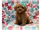 Cavapoo PUPPY FOR SALE ADN-414358 - Lady