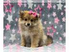 Pomeranian PUPPY FOR SALE ADN-414384 - Phoebe