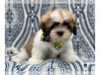 Lhasa Apso PUPPY FOR SALE ADN-414390 - Benny