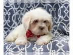 Lhasa Apso PUPPY FOR SALE ADN-414398 - Buster