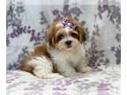 Lhasa Apso PUPPY FOR SALE ADN-414400 - Candy