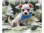 Chihuahua PUPPY FOR SALE ADN-414405 - Gavin