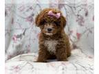 Cavapoo PUPPY FOR SALE ADN-414429 - Frappe