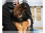 German Shepherd Dog PUPPY FOR SALE ADN-414858 - DDR German Shepherd Long Hair