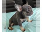 French Bulldog PUPPY FOR SALE ADN-414433 - Cuttie from Europe