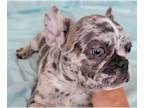 French Bulldog PUPPY FOR SALE ADN-414510 - The best gift for you