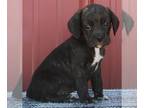 Beabull PUPPY FOR SALE ADN-414952 - Beabull For Sale Wooster OH