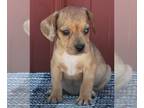 Beabull PUPPY FOR SALE ADN-414953 - Beabull For Sale Wooster OH