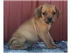 Beabull PUPPY FOR SALE ADN-414954 - Beabull For Sale Wooster OH