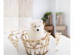 Samoyed PUPPY FOR SALE ADN-414756 - AKC Register Samoyed Puppy