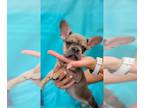 French Bulldog PUPPY FOR SALE ADN-414441 - Adorable European Frenchie