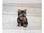Yorkshire Terrier PUPPY FOR SALE ADN-414462 - Yorkie males and females