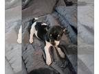 Boston Huahua PUPPY FOR SALE ADN-414843 - chihuahua terrier mix puppy