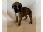 Boxer PUPPY FOR SALE ADN-414658 - Simon and Spice Litter