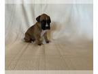 Boxer PUPPY FOR SALE ADN-414659 - Simon and Spice Litter