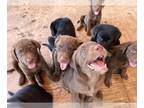 Labrador Retriever PUPPY FOR SALE ADN-414990 - Labrador puppies