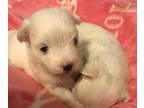 Maltese PUPPY FOR SALE ADN-414725 - Female Pups