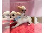 Chihuahua PUPPY FOR SALE ADN-414542 - Xtra TEENSY chihuahua showy