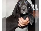 Great Dane PUPPY FOR SALE ADN-414463 - Great Dane Puppy