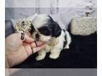 Shih Tzu PUPPY FOR SALE ADN-414636 - Rare blue eyes AKC females and Males
