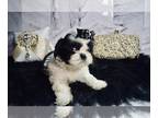 Shih Tzu PUPPY FOR SALE ADN-414637 - Rare blue eyes AKC females and Males