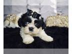 Shih Tzu PUPPY FOR SALE ADN-414639 - Rare blue eyes AKC females and Males