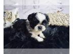 Shih Tzu PUPPY FOR SALE ADN-414640 - Rare blue eyes AKC females and Males