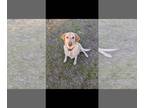 Labrador Retriever PUPPY FOR SALE ADN-414506 - Adult Labrador Retriever