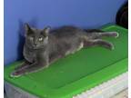 Adopt Indy a Russian Blue