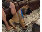 Mastiff PUPPY FOR SALE ADN-414744 - Needs new home due to divorce AKC Registered