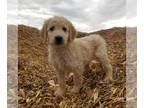 Goldendoodle PUPPY FOR SALE ADN-414446 - F1 Goldendoodles From Ziggy and Luna