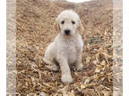 Goldendoodle PUPPY FOR SALE ADN-414447 - F1 Goldendoodles From Ziggy and Luna