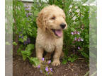 Goldendoodle PUPPY FOR SALE ADN-414448 - F1 Goldendoodles From Ziggy and Luna