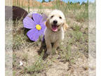 Goldendoodle PUPPY FOR SALE ADN-414449 - F1 Goldendoodles From Ziggy and Luna