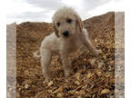 Goldendoodle PUPPY FOR SALE ADN-414450 - F1 Goldendoodles From Ziggy and Luna