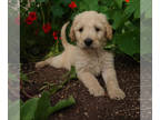 Goldendoodle PUPPY FOR SALE ADN-414452 - F1 Goldendoodles From Ziggy and Luna